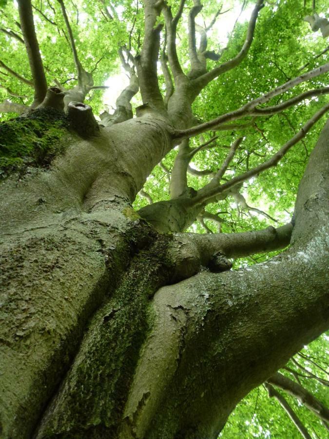 Ferienwohnungen Finke Frankenau Exteriör bild